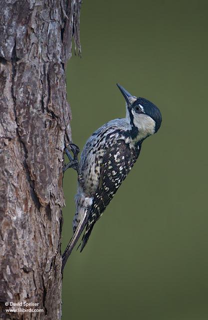 Red-cockaded Woodpecker