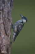 Red-cockaded Woodpecker