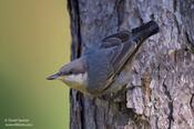 Brown-headed Nuthatch