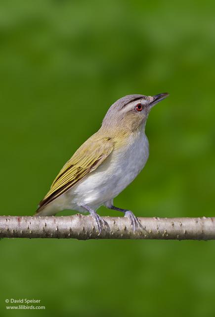 red-eyed vireo 1