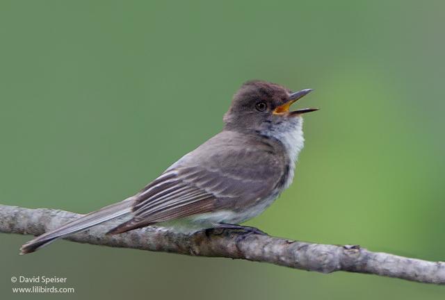 willow flycatcher 1