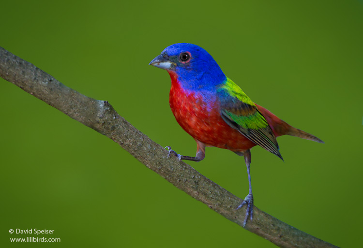 Painted Bunting