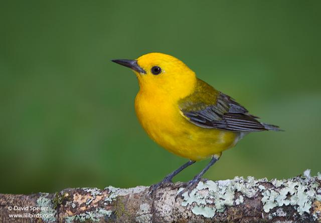 Prothonotary Warbler