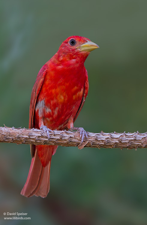 Summer Tanager