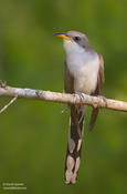 Yellow-billed Cuckoo