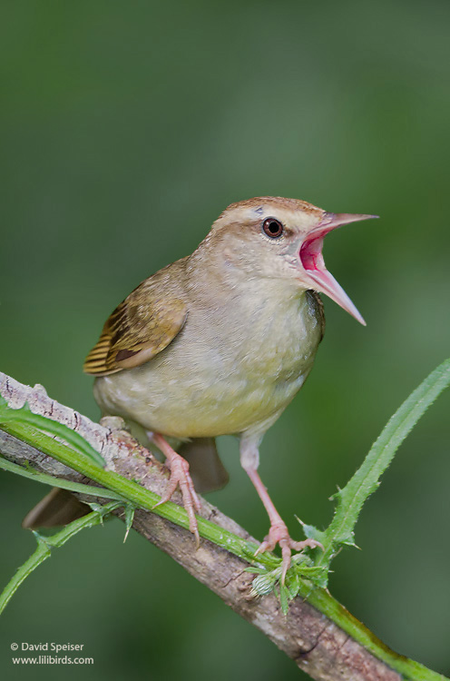 Swainson's Warbler