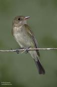 Acadian Flycatcher