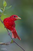 Summer Tanager