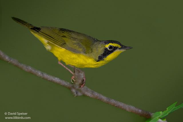 Kentucky Warbler