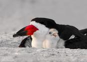 Black Skimmer and Chick