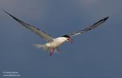 Common Tern