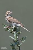 baird's sparrow 2