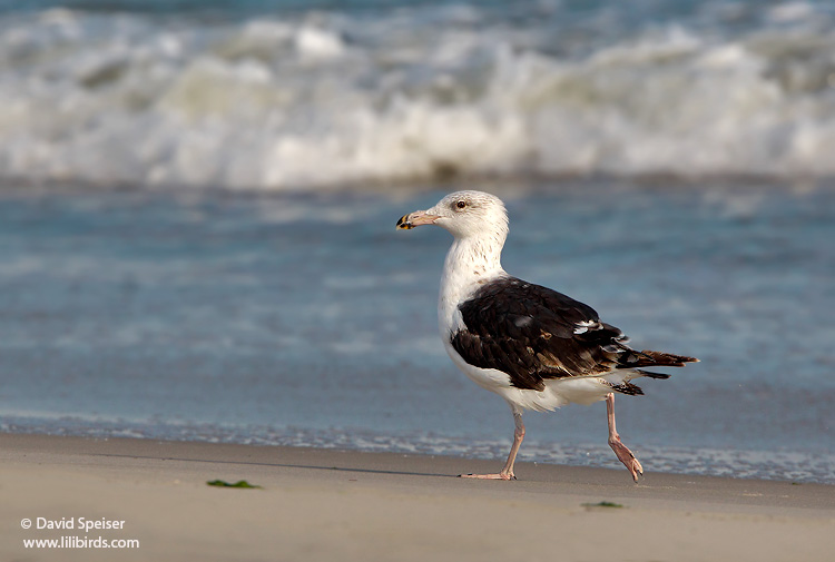 Great Black-backed Gull