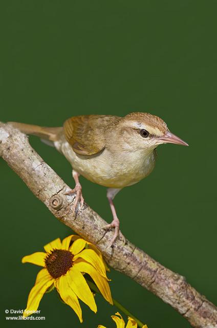 Swainson's Warbler