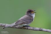 Willow Flycatcher