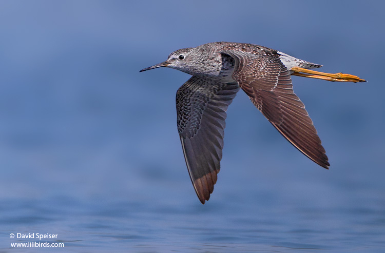 Lesser Yellowlegs