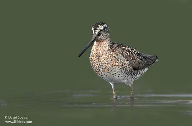 Short-billed Dowitcher