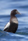 Common Eider