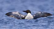 Common Loon