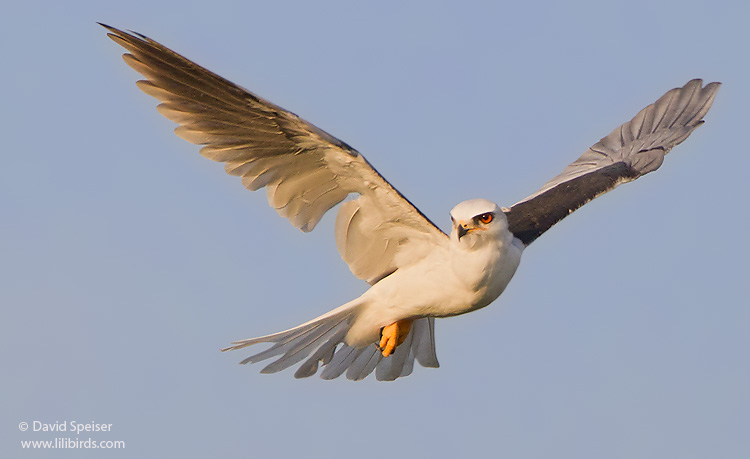 White-tailed Kite