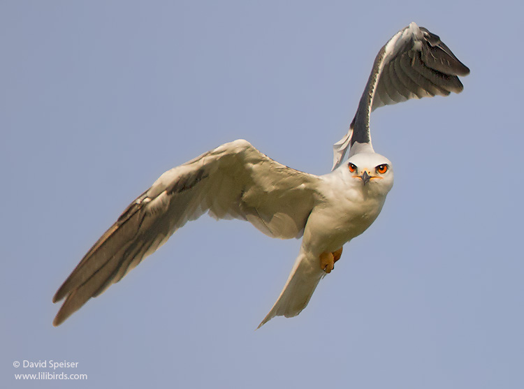 White-tailed Kite