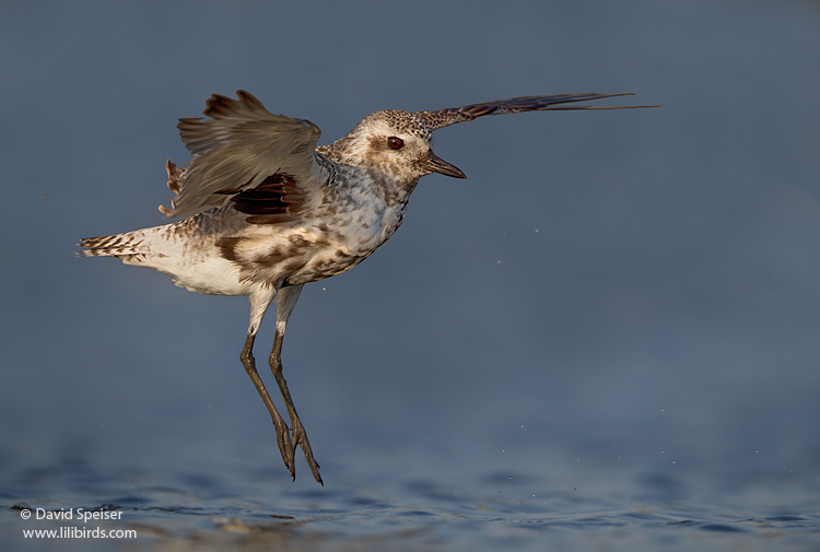 Black-bellied Plover