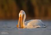 American White Pelican