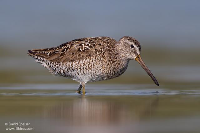 Short-billed Dowitcher