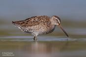 Short-billed Dowitcher