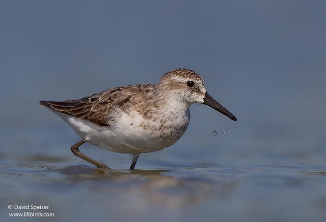 Semipalmated Sandpiper