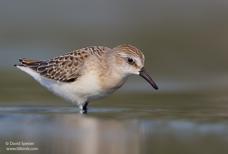 Semipalmated Sandpiper