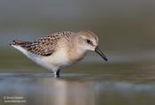 Semipalmated Sandpiper