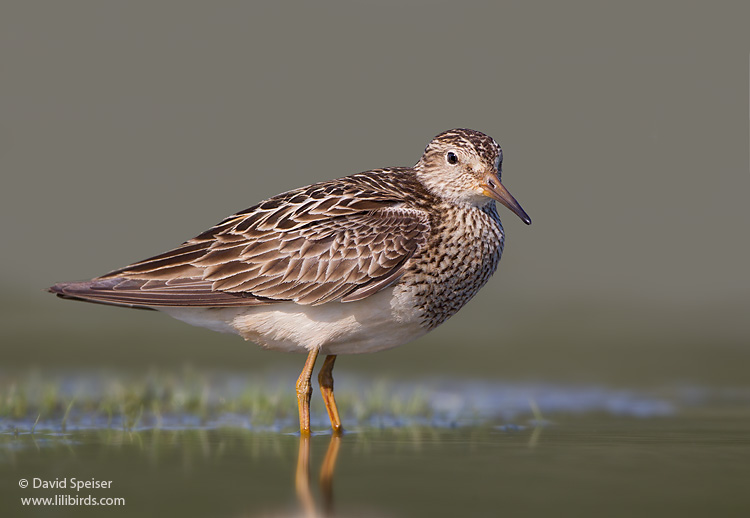 Pectoral Sandpiper