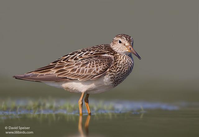 Pectoral Sandpiper