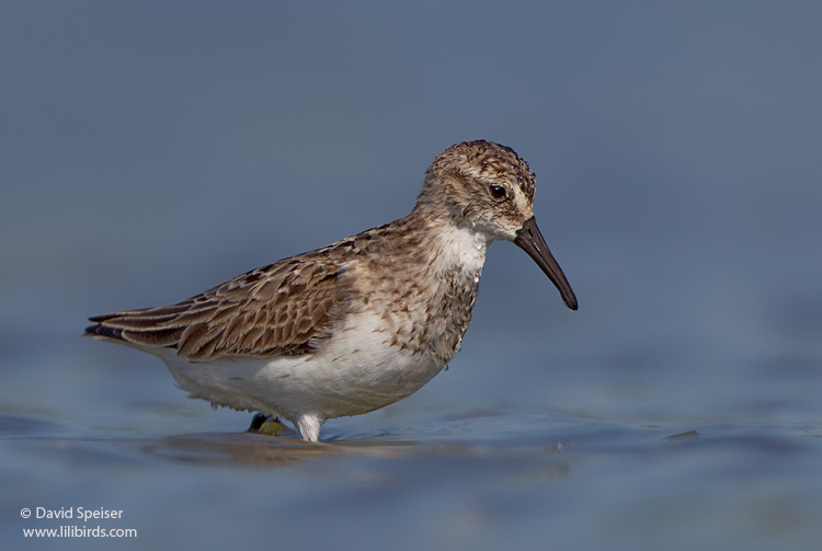 semipalmated sandpiper 2