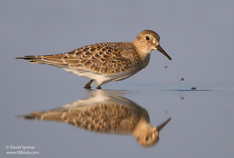 Baird's Sandpiper