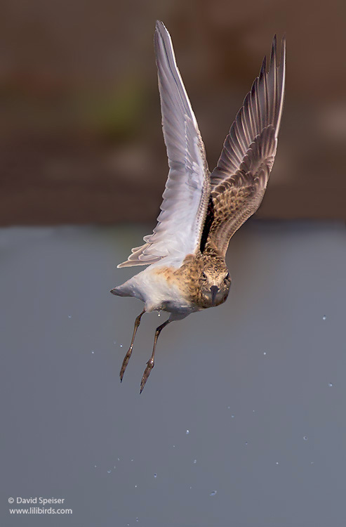 Baird's Sandpiper