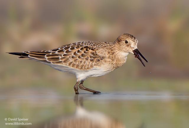 Baird's Sandpiper