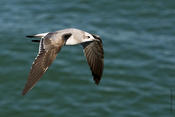 Laughing Gull