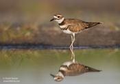 Killdeer