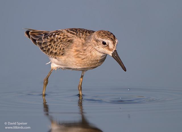 Least Sandpiper