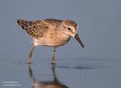 Least Sandpiper