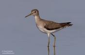 Solitary Sandpiper