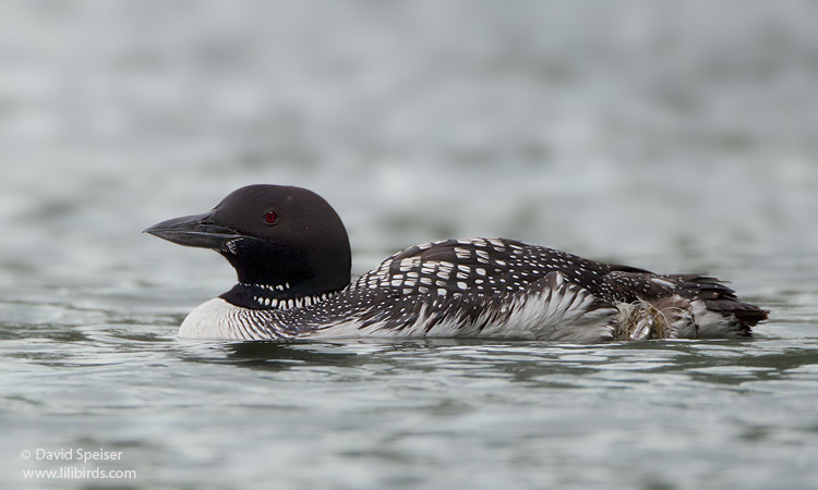 Common Loon