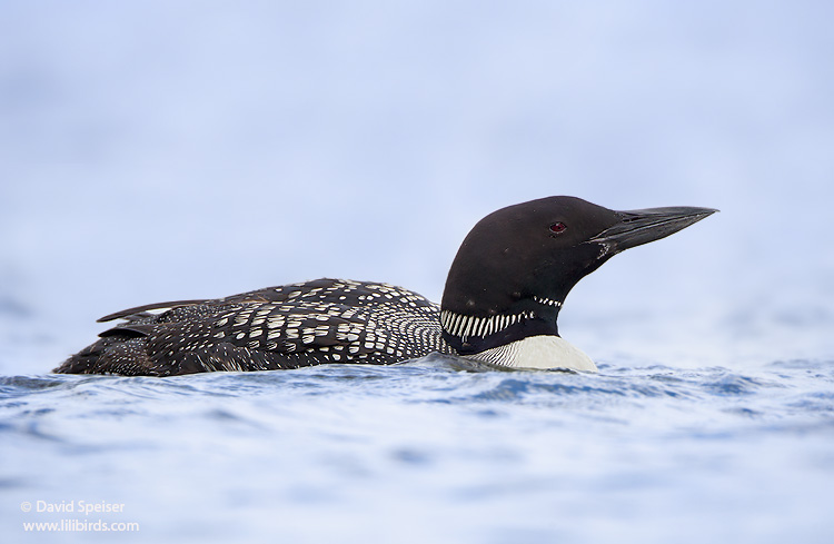 Common Loon