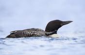 Common Loon