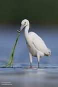 Little-blue Heron