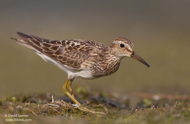 Pectoral Sandpiper