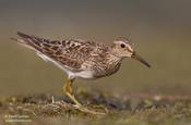 Pectoral Sandpiper