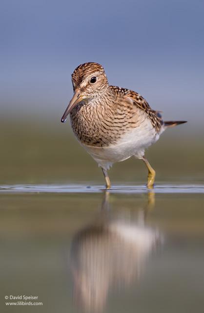 Pectoral Sandpiper